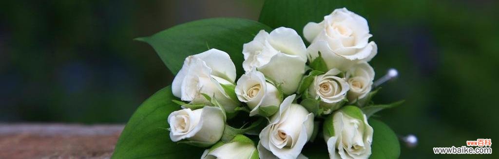 探究白色玫瑰在不同情境下的象征意义 白色玫瑰的含义