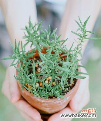 唤醒记忆的清香之花 迷迭香之花语与传说