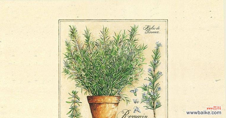 唤醒记忆的清香之花 迷迭香之花语与传说