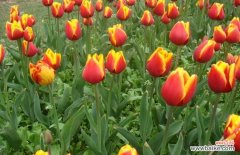 郁金香的产地分布