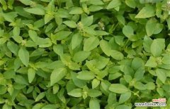 荆芥的作用与功效