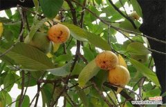 减肥果的作用和价格