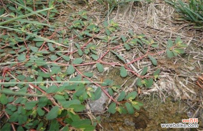 千根草与地锦草的区别