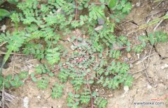 千根草与地锦草的区别