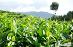 光合作用的意义