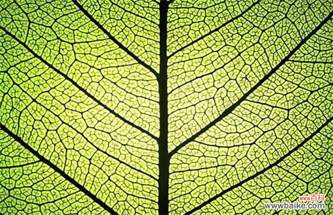 光合作用的意义