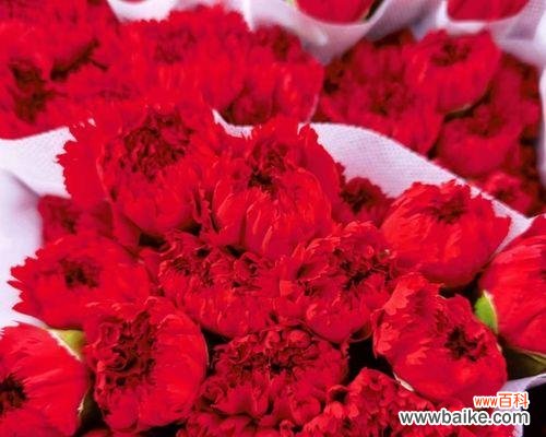 传递爱与敬意的花朵 康乃馨花的含义与象征