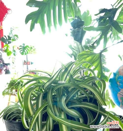 以宽叶吊兰为媒 宽叶吊兰花语与美好生活