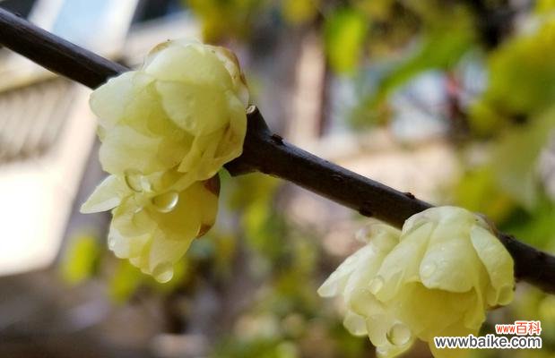 展示爱心 腊梅花