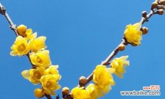 探索腊梅花的花语 腊梅花语的含义及传承