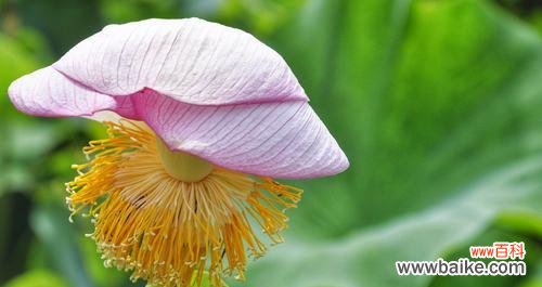 追寻宁静与纯洁的蓝色之花 蓝荷花的花语及寓意