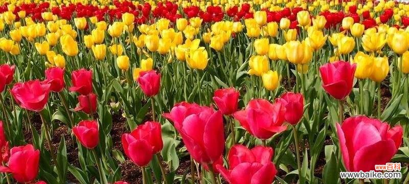 郁金香花什么时候种植最合适？种植时需要注意哪些问题？