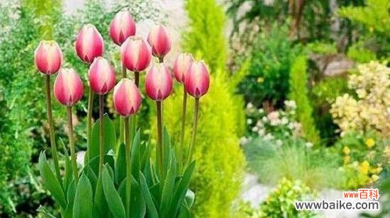 郁金香花什么时候种植最合适？种植时需要注意哪些问题？
