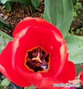 郁金香小黑人花语的含义及常见问题解答？