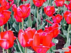 郁金香在不同国家的寓意是什么？各国文化中郁金香代表了什么？