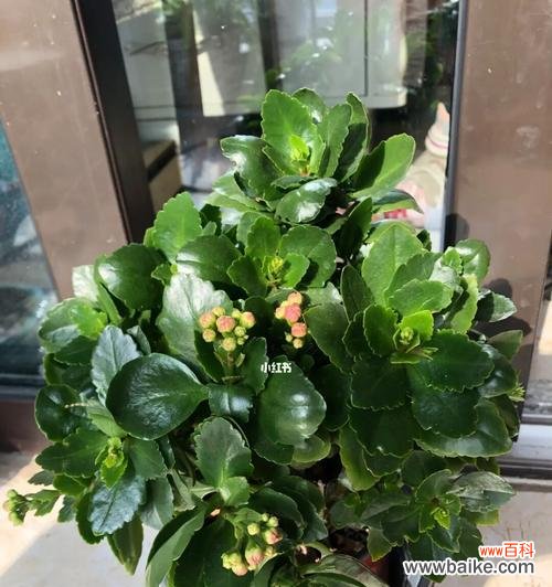 寓意长寿的盆景有哪些?如何挑选和养护?