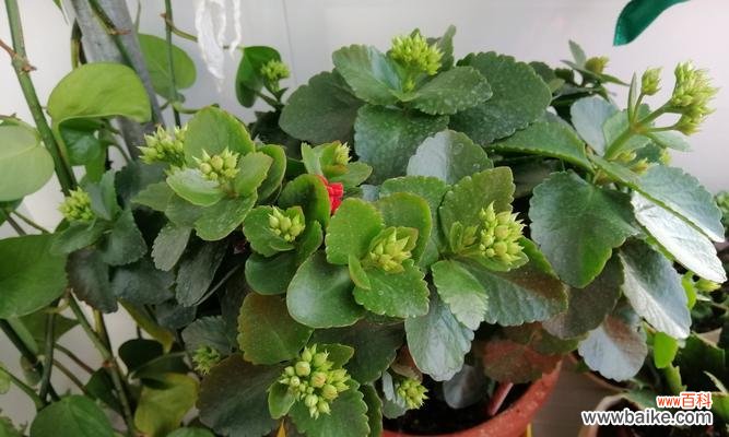 寓意长寿的盆景有哪些?如何挑选和养护?