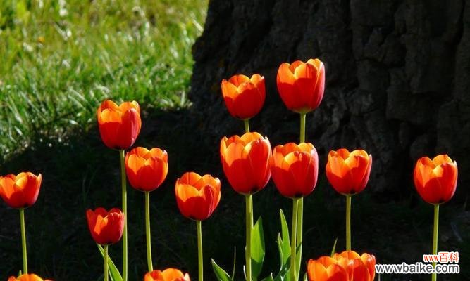 园林植物品种多的意义是什么？如何选择适合的植物品种？