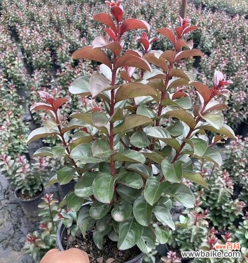 园林植物品种多的意义是什么？如何选择适合的植物品种？