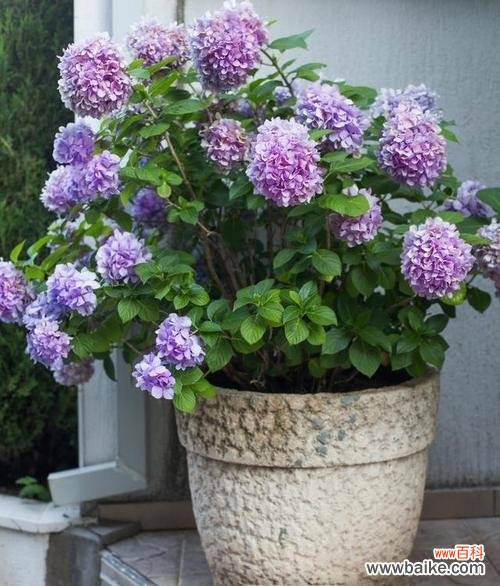 园林植物品种多的意义是什么？如何选择适合的植物品种？