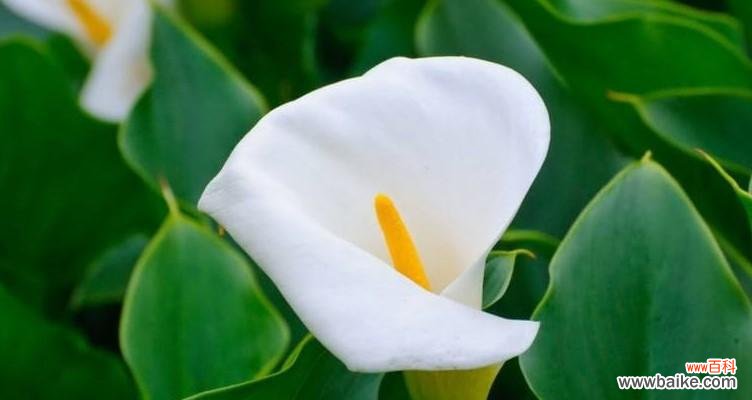 圆叶牵牛花语是什么？圆叶牵牛花代表的含义有哪些？