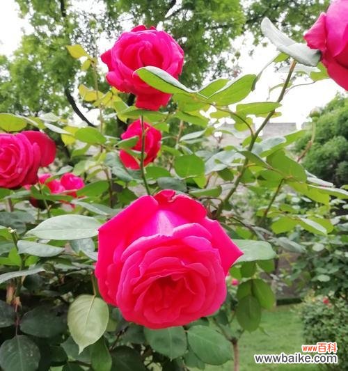 月季花代表什么含义？不同颜色月季花语有何不同？