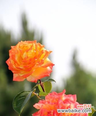 月季花颜色多样花语丰富？如何解读不同颜色月季的含义？