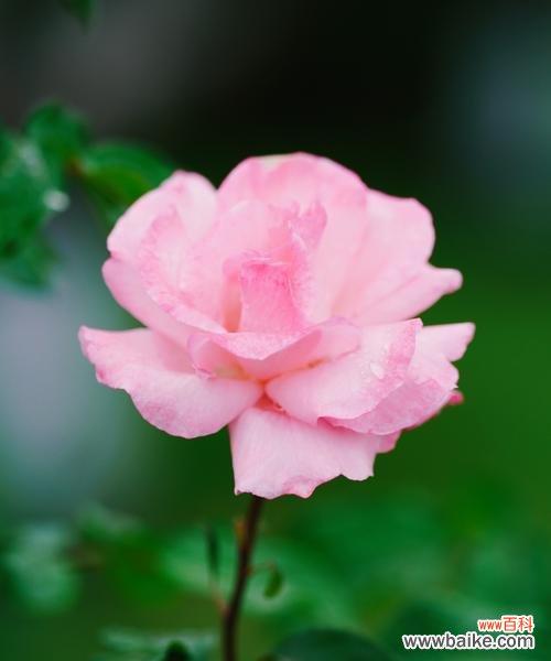 月季花和莲花的花语是什么?如何正确解读它们的含义?