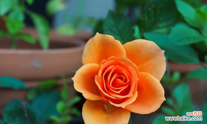 月季花语是什么？月季的象征意义有哪些？