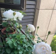 月季见干浇水什么意思？如何正确给月季浇水？