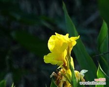 传承古代文化之美——菖蒲花的历史与象征 菖蒲花的花语与意义