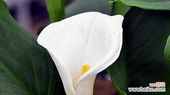 探寻马蹄莲背后的意义 马蹄莲的花语与寓意