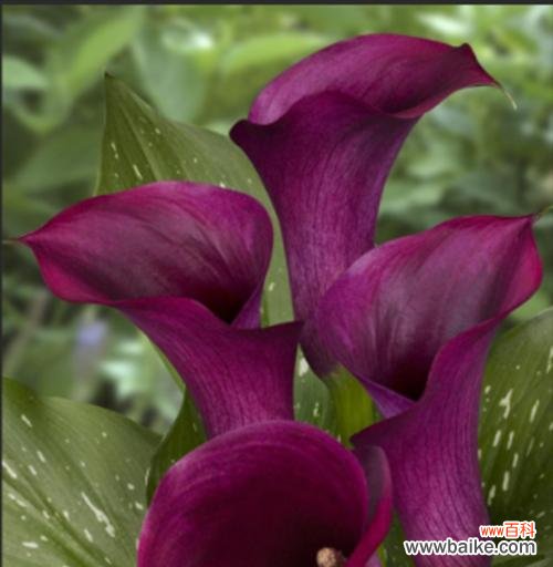 探寻马蹄莲背后的意义 马蹄莲的花语与寓意