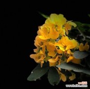 探寻黄槐花的意义与象征 黄槐花的花语