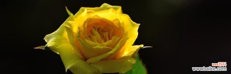 探秘黄色玫瑰的隐含意义,了解花语中的深意 黄色玫瑰的寓意与花语