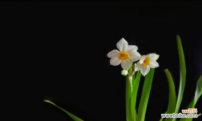 传递暖心祝福,送给最爱的人们 水仙花花语及寓意的赠送对象与意义