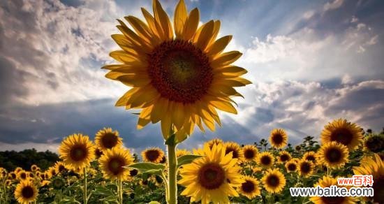 阳光、热情与忠诚 向日葵的花语解读