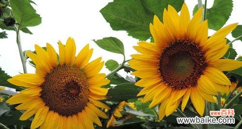 阳光、热情与忠诚 向日葵的花语解读