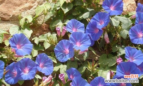 盛夏之约 蓝色牵牛花