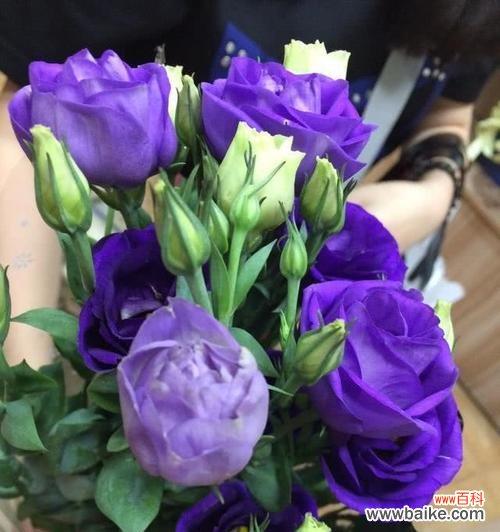 如诗如画 蓝色月季花语