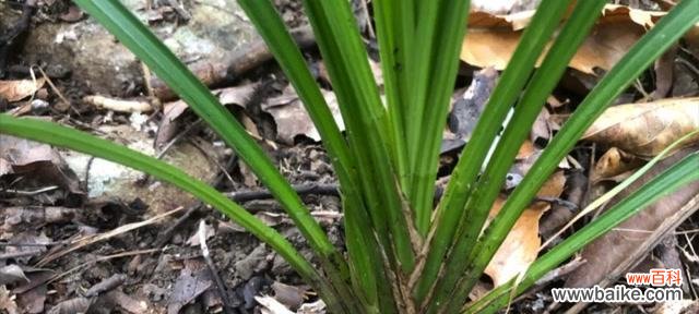 草木之灵 以兰草叶子行龙,传承中华文化