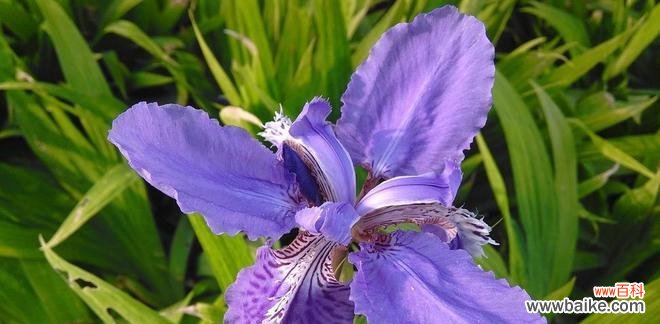 勇敢追求美好的人生 蓝色非洲菊花语——寄托爱与希望的花朵