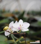 以兰花为化身 兰花之美