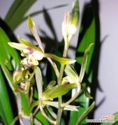 探寻兰花开花的内涵和价值 以兰花开花的象征意义