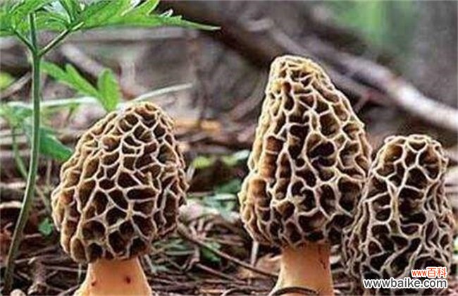 羊肚菌种植技术