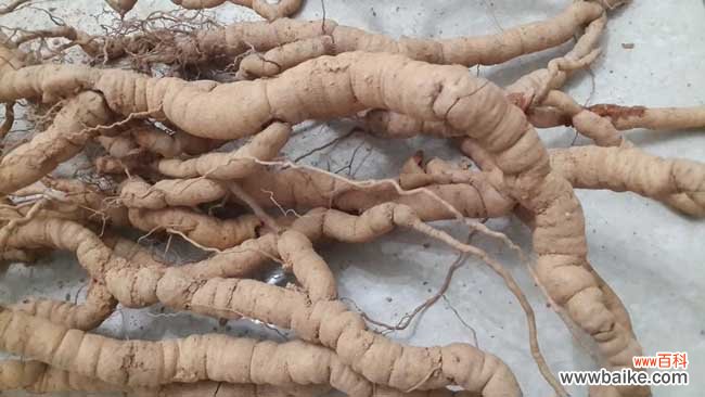 巴戟天图片和种植前景