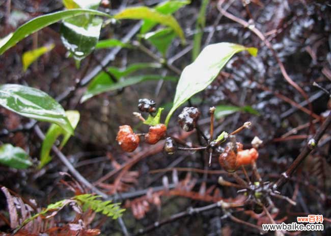 巴戟天图片和种植前景