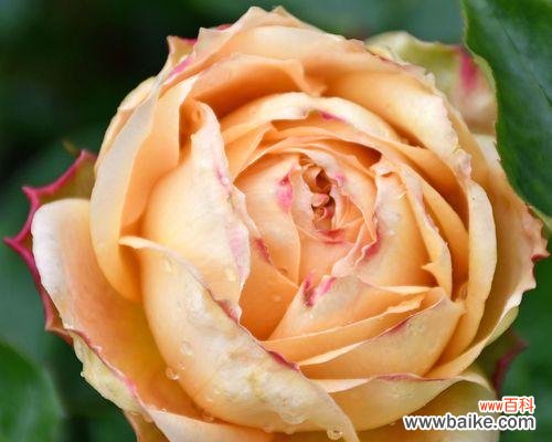 月季切花是什么意思?如何正确使用月季切花?