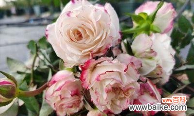 月季切花是什么意思?如何正确使用月季切花?