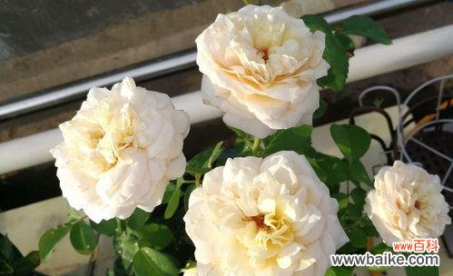 月季切花是什么意思?如何正确使用月季切花?